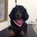 ダックス　ナナちゃん２６７